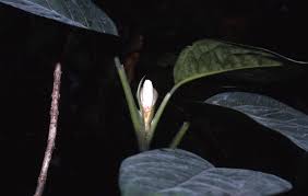 Image result for Culcasia falcifolia