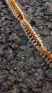 Bien entendu, se débarrasser des chenilles processionnaires peut se faire par ses propres moyens en utilisant les méthodes précitées. Chenilles Processionnaires 5 Choses A Savoir Sur Ces Insectes Allergisants