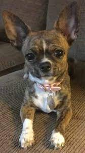 Chihuahua puppies available for sale now both males and females up to date on shots comes with papers leave us a message for more. 7 Facts You Never Knew About Merle Chihuahuas I Love My Chi
