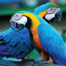 Rio Iguazu And The Amazon Tour Class Adventure Travel Macaw Parrot Blue Gold Macaw Parrot