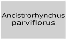 Image result for Ancistrorhynchus clandestinus