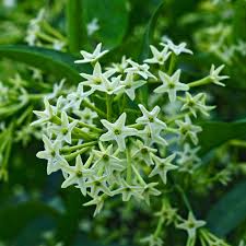 Image result for Cestrum nocturnum