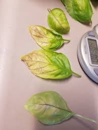 Leaves of basil have a pungent and strong taste. Basil Leaves Turning Yellow And Dying Help Gardening Forums