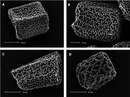 Image result for Exochaenium