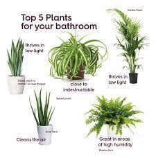 This plant is the less finicky cousin of more delicate ferns, and will thrive in indirect light in the corner of a humid bathroom. Give Green A Go In Your Bathroom Best Bathroom Plants Plant For Bathroom Bathroom Plants
