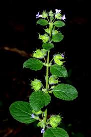 Image result for Hyptis lanceolata