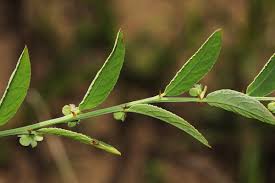 Image result for Phyllanthus maderaspatensis