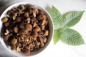 (mature height 30' spread 25') pro: Foraging Beech Nuts
