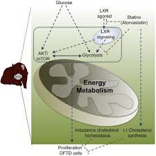 Cuenta con +3.5 millones de seguidores y su trabajo ha sido reproducido +500 millones de veces. Lxr Stimulates A Metabolic Switch And Reveals Cholesterol Homeostasis As A Statin Target In Tasmanian Devil Facial Tumor Disease Cell Reports X Mol
