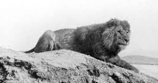 Barbary Lion Panthera Leo Leo Also Known As The Atlas Lion Or Nubian Lion Extinct I Most Endangered Animals Extinct Animals Extinct And Endangered Animals