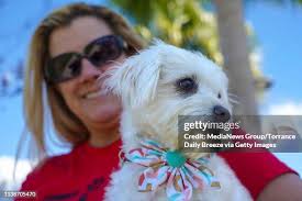 325 Dog Beaten Stock Photos, High-Res Pictures, and Images