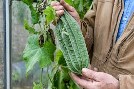 Image result for Luffa
