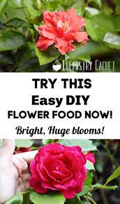 Chemist Solutions Easy Homemade Plant Food Recipe Homemade Plant Food Plant Food Diy Plant Food