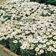 White with bright yellow center. Snow Lady Shasta Daisy Seeds Perennial Flower Seeds