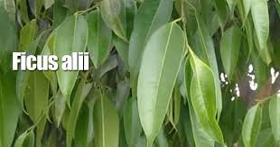 Image result for ficus maclellandii. Ficus Alii Care Tips On Caring For Banana Leaf Ficus Maclellandii