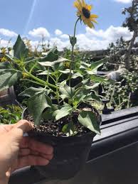 Image result for Helianthus debilis