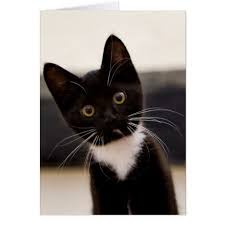 Black And White Tuxedo Cat Cute Black And White Tuxedo Kitten Zazzle Com Tuxedo Kitten Black And White Kittens White Cats