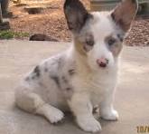 Blue Merle Corgi - The Corgi Lady | Short legged corgi ...