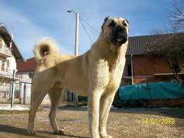 Malatya Kangal Kopekleri Home Facebook