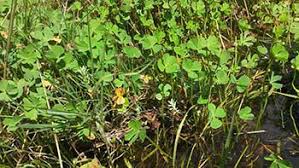 Image result for Marsilea vera