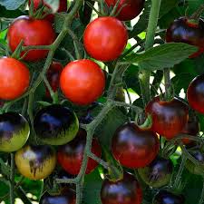 Tomatoes are a versatile, delicious fruit, and a favorite food of many. Midnight Snack Hybrid Cherry Tomato Seeds Park Seed