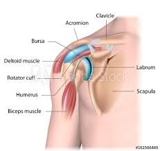 The shoulder muscles include skeletal muscles that are attached to the head of the humerus which performs various direct and indirect functions of the shoulder joints. Physical Solutions Signs You May Have A Labrum Tear In Your Shoulder Physical Solutions