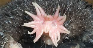 Image result for Mole