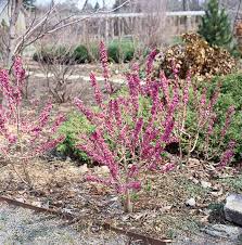 Image result for Daphne mezereum