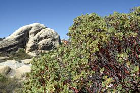 Image result for Maerua grantii