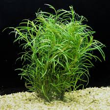Image result for Potamogeton