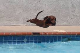 Maybe you would like to learn more about one of these? Are You Watching Me Dive Watch Me Dive Weenie Dogs Cute Dogs Wiener Dog