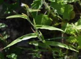 Image result for Hackelochloa granularis