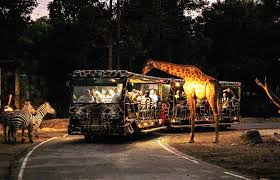 The night safari differs from the chiang mai zoo in that some animals like wildebeests, giraffes, white rhinoceroses and zebras are allowed to roam and often come right up to the bus. Chiang Mai Night Safari 2020 Best Price