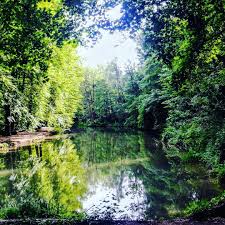 Libellenweiher Im Englischen Garten Englischer Garten Ausflug Und Draussen