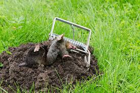 220+ Mole Trap Stock Photos, Pictures ...