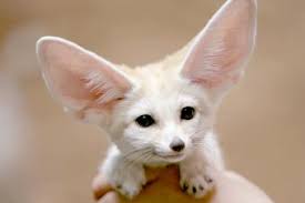 A pet scan stands for positron emission tomography, according to medicalnewstoday. Best Exotic Small Pets That Are Easy To Own Lovetoknow