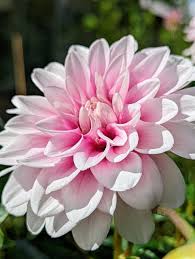 More Beautiful Dahlia Blooms in My Garden - The Martha Stewart Blog
