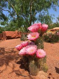 Most cacti occur below 5000 ft in the flatlands, open desert and canyons. Argentine Giant In Bloom At Red Hills Desert Garden Here In St George Utah Cactus Desert Flowers Desert Garden Cactus