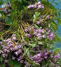 Image result for Satyrium chlorocorys