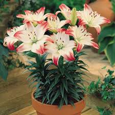 And now that your garden no longer resembles tundra, it's time to dig in and get your plot ready for spring planting. J Parkers Garden Ready Plants Horitahomes Com