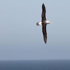 Hinzu kommen etwa 1.000 funde ausländischer zentralen. Albatros Auf Helgoland In Der Nordsee Der Spiegel