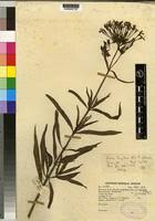 Image result for Dolichopentas