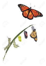 Life Cycle Of Monarch Butterfly Royalty Free Cliparts Vectors And Stock Illustration Imag In 2020 Butterfly Metamorphosis Monarch Butterfly Monarch Butterflies Art
