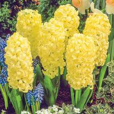 What does each flower symbolize? Yellow Flowers Rarest In The World Daily Hawker