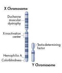 Start studying 14.1 human chromosomes worksheet. 2