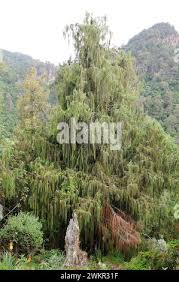 Image result for Juniperus procera