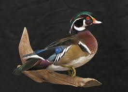 Image Result For Standing Drake Wood Duck Wood Ducks Duck Wood