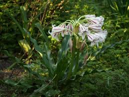 Image result for Crinum stuhlmannii