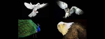 The disc behavior survey will help you discover and appreciate the unique personality god has. How Four Birds Can Help Improve Your Communication David Morris