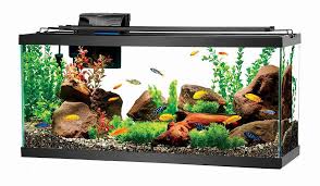 Maybe you would like to learn more about one of these? Fish Compatibility How To Build A Peaceful Community Fish Tank